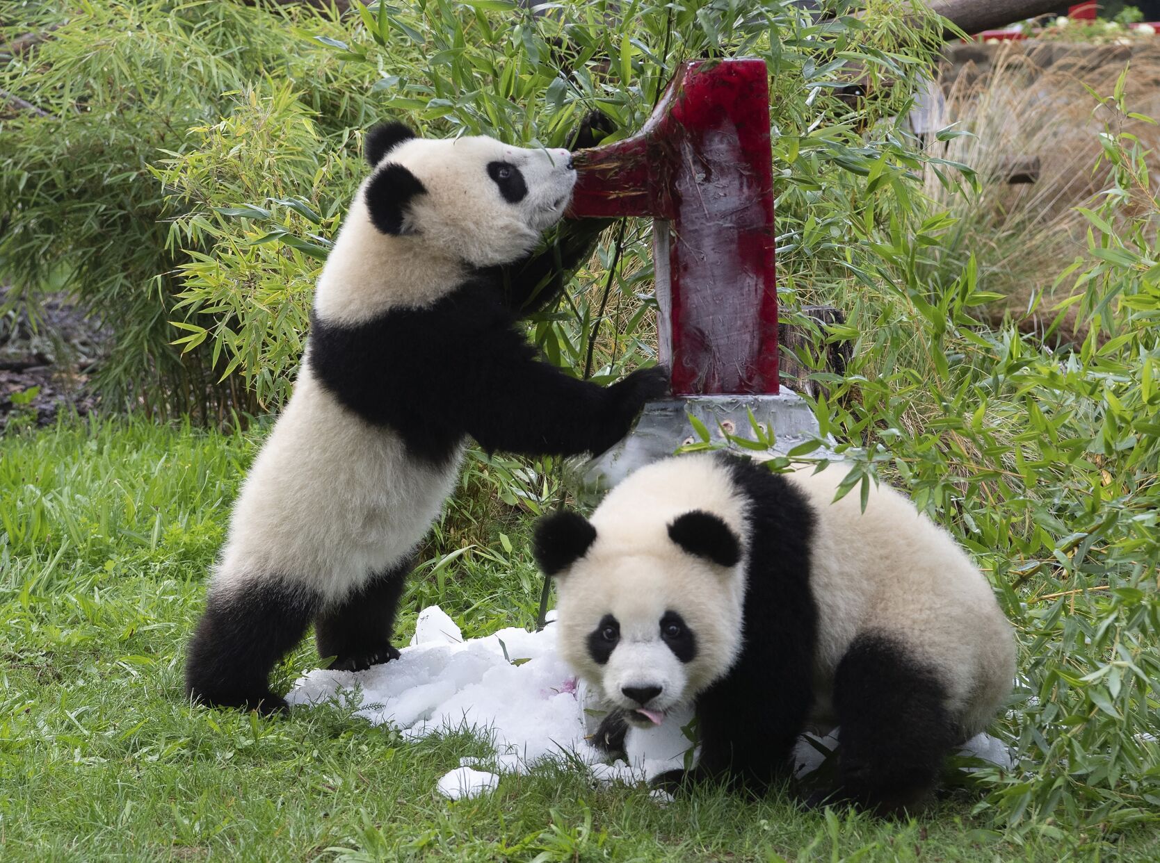 Germany Panda Birthday